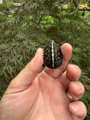 HI YELLOW Florida Box Turtle Baby 2024