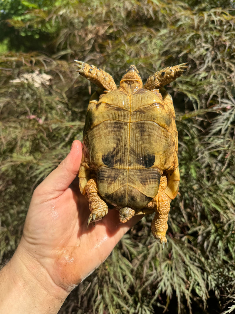 Syrian Golden Greek Tortoise Pair