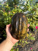 Pacific Giant Musk Turtle Adult Female
