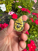 HI YELLOW Florida Box Turtle