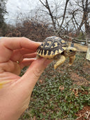 Leopard Tortoise 2026