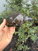 Franco-Italian Pond Turtle Adult Male