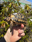 Libyan Greek Tortoise Adult Male