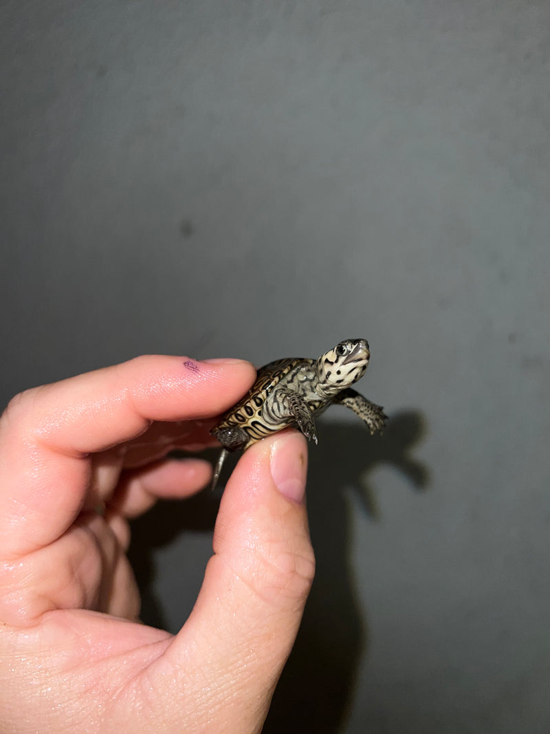 Hi White Concentric Diamondback Terrapin 2023