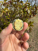 Pastel Picasso Red-Eared SliderTurtle