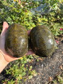 Sicilian Pond Turtle Adult Pair