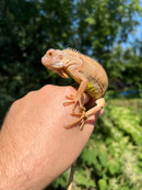Caramel Albino Green Iguana (Iguana iguana)