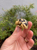 Sri Lankan Star Tortoise 2026