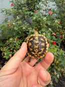 Pancake Tortoise Baby 2026