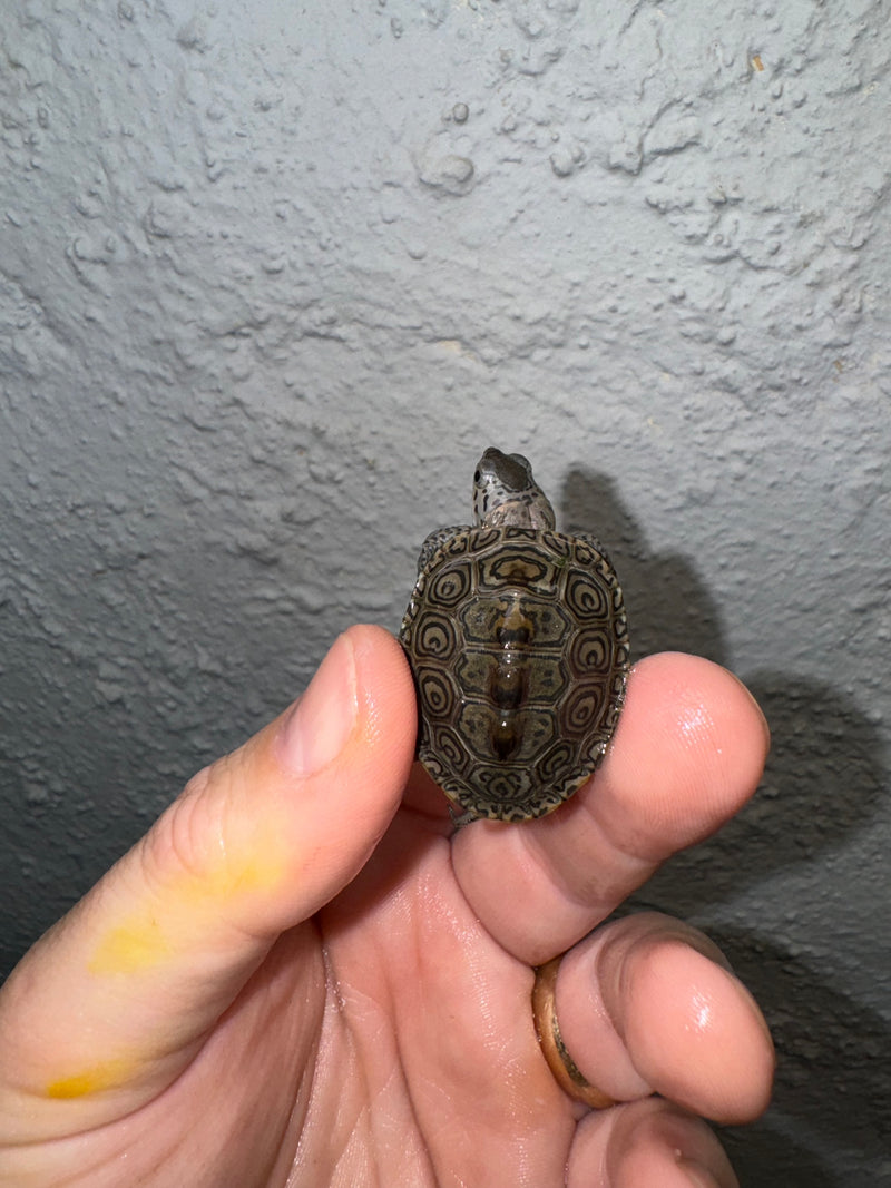 Hi White Concentric Diamondback Terrapin 2024