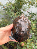 Franco-Italian Pond Turtle Adult Female