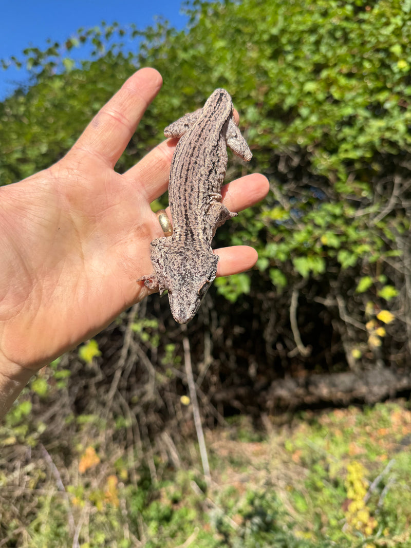 Gargoyle Gecko Adult Male