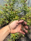 Salt Marsh Water Snake Adult Female