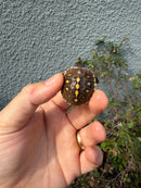 Hi Color Eastern Box Turtle Baby