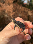 HI YELLOW Florida Box Turtle Baby