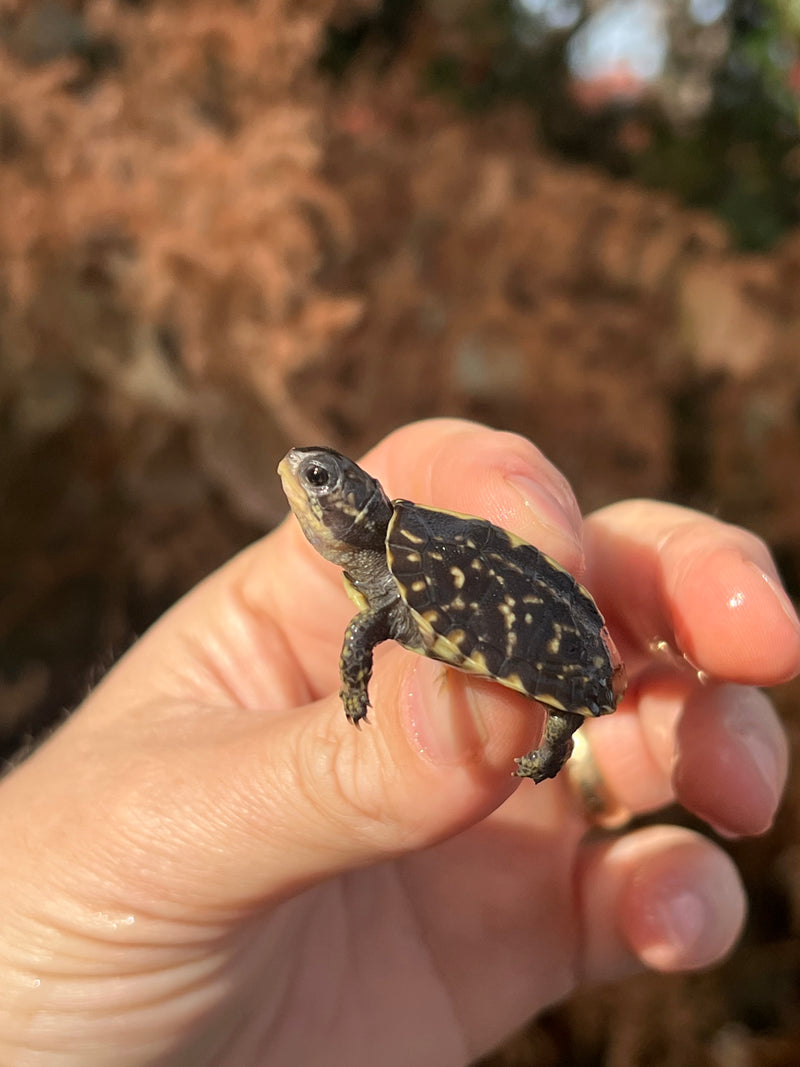 HI YELLOW Florida Box Turtle Baby
