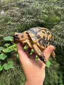 Libyan Greek Tortoise Adult Male