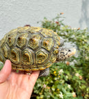 Concentric Diamondback Terrapin Adult Female