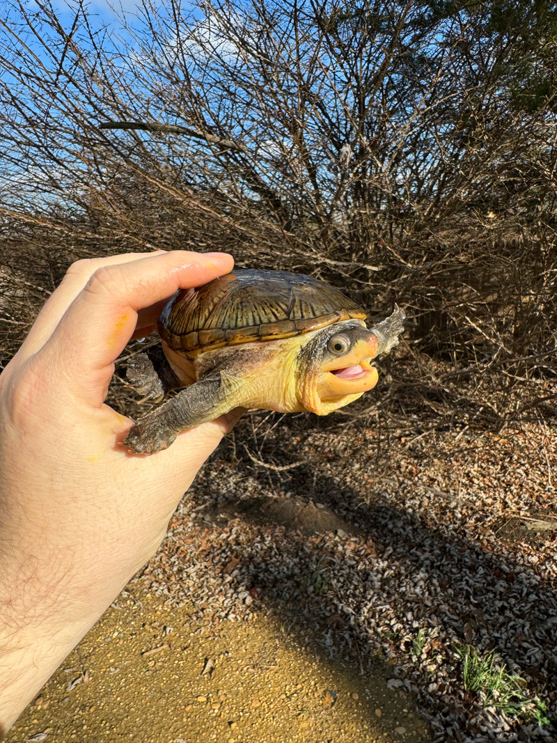 Vampire Musk Turtle Adult Pair