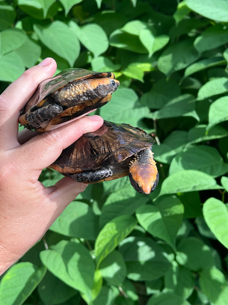 Twist-necked Turtle LTC Pair