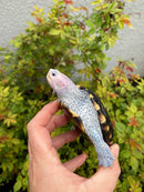 Ornate Diamondback Terrapin Male