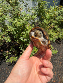 Razor backed Musk Turtle CB Adult Male