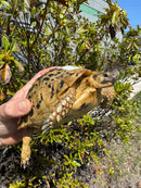 Libyan Greek Tortoise Adult Female