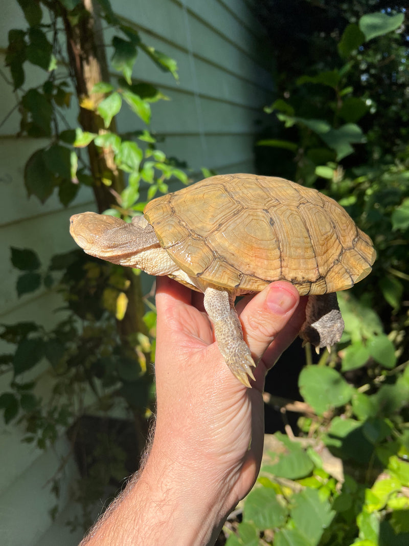 Leucistic African Helmeted Turtle Adult Pair