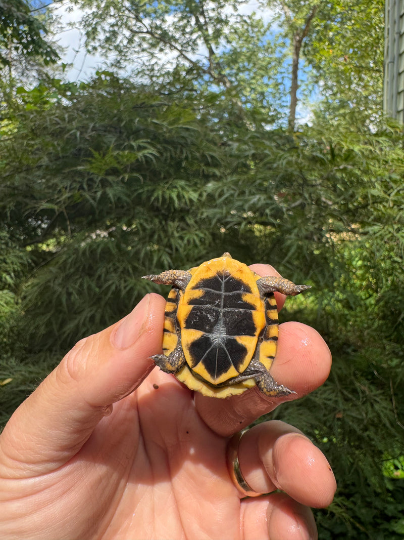 Hi Color Orange Baby Eastern Box Turtle