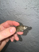 Hi White Concentric Diamondback Terrapin 2024