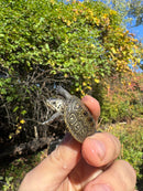Hi White Concentric Diamondback Terrapin 2025