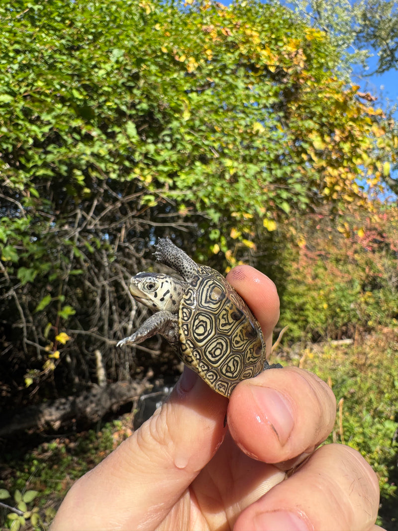 Hi White Concentric Diamondback Terrapin 2025
