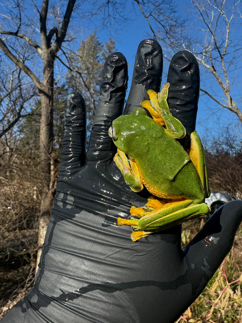 Black Webbed Flying Frog  (Rhacophorus rheinwardti)