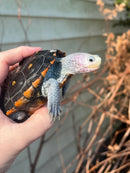 Ornate Diamondback Terrapin Female
