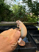 Crimson Red Albino Green Iguana 2024