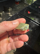 Pastel Clown Red Eared Slider Turtle 2025