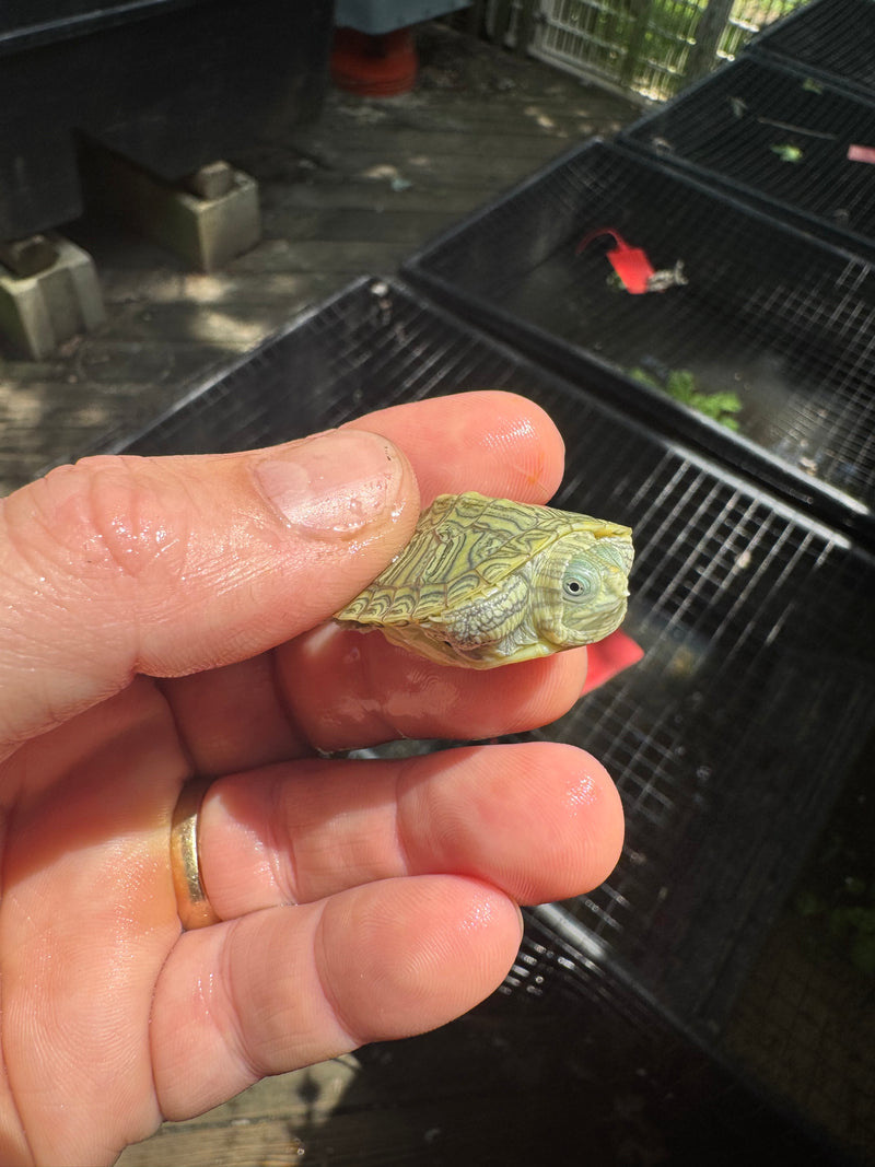 Pastel Clown Red Eared Slider Turtle 2025