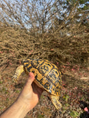 Libyan Greek Tortoise Adult Female
