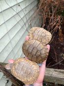 Leucistic African Helmeted Turtle Adult Trio (Pelomedusa subrufa)