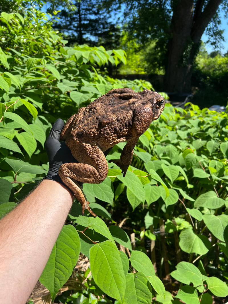 Suriname Giant Marine Toad Male