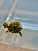 Pastel Clown Red Eared Slider Turtle 2023