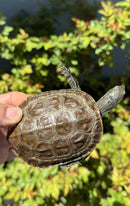 Balkan Pond Turtle Adult Male