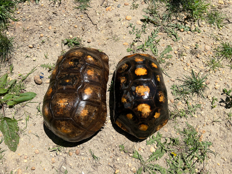 Suriname Red Foot Tortoise Adult Pair 7 XXL (Chelonoidis carbonaria)