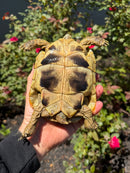 Eastern Hermann's Tortoise Adult Female