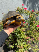 Red Foot Tortoise Adult Female