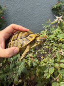 Eastern Hermann's Tortoise Adult Female