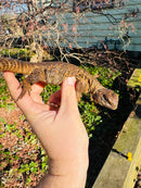 Super Red Niger Uromastyx Adult Pair