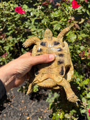 Eastern Hermann's Tortoise Adult Male
