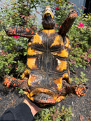 Red Foot Tortoise Adult Male