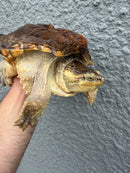 Hypomelanistic Common Snapping Turtle 2024